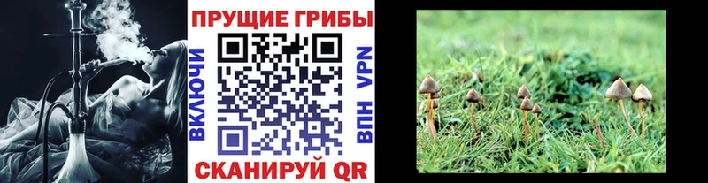 Купить где  Котельники  Псилоцибиновые грибы Psilocybine cubensis 